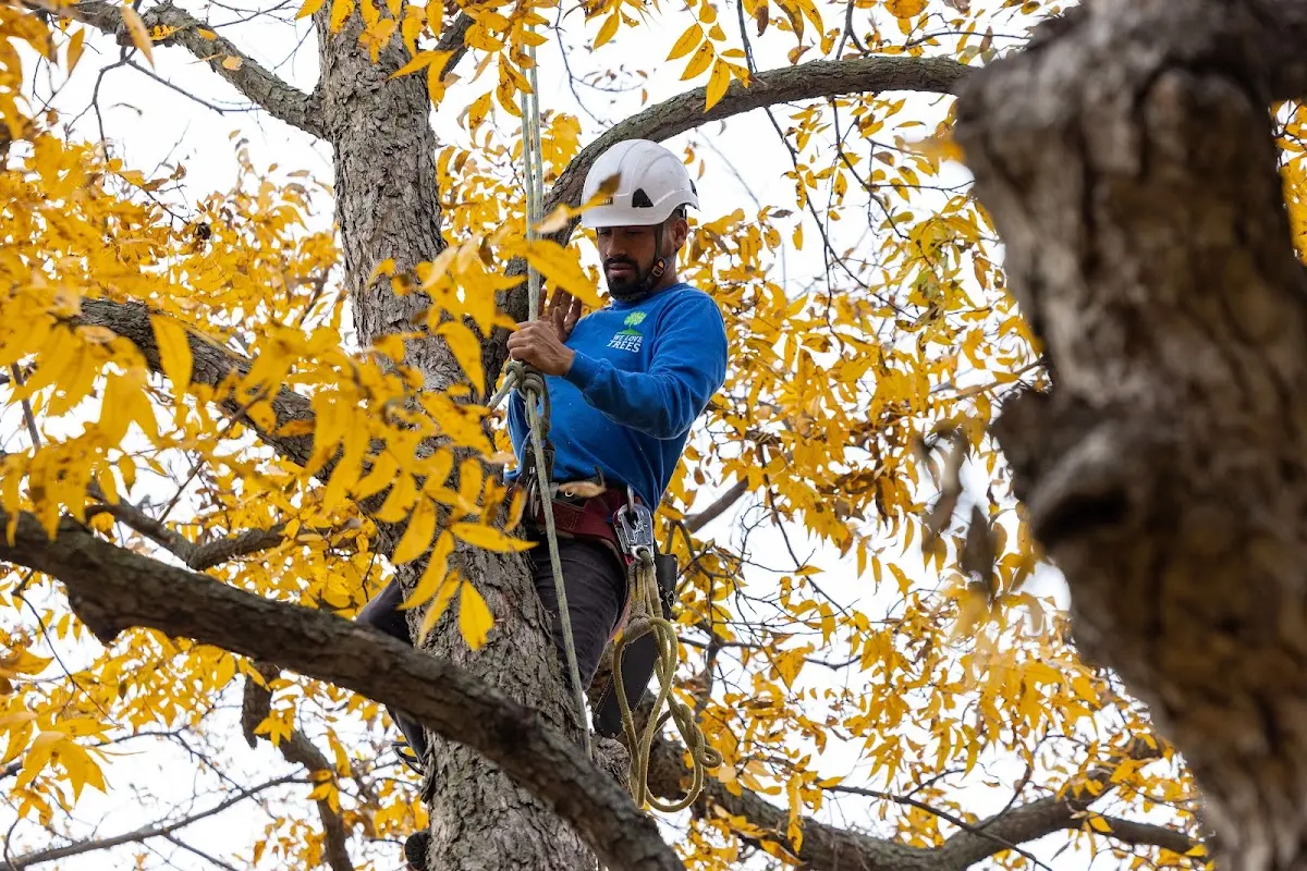 Skilled Tree Planing crew working in East Killingly