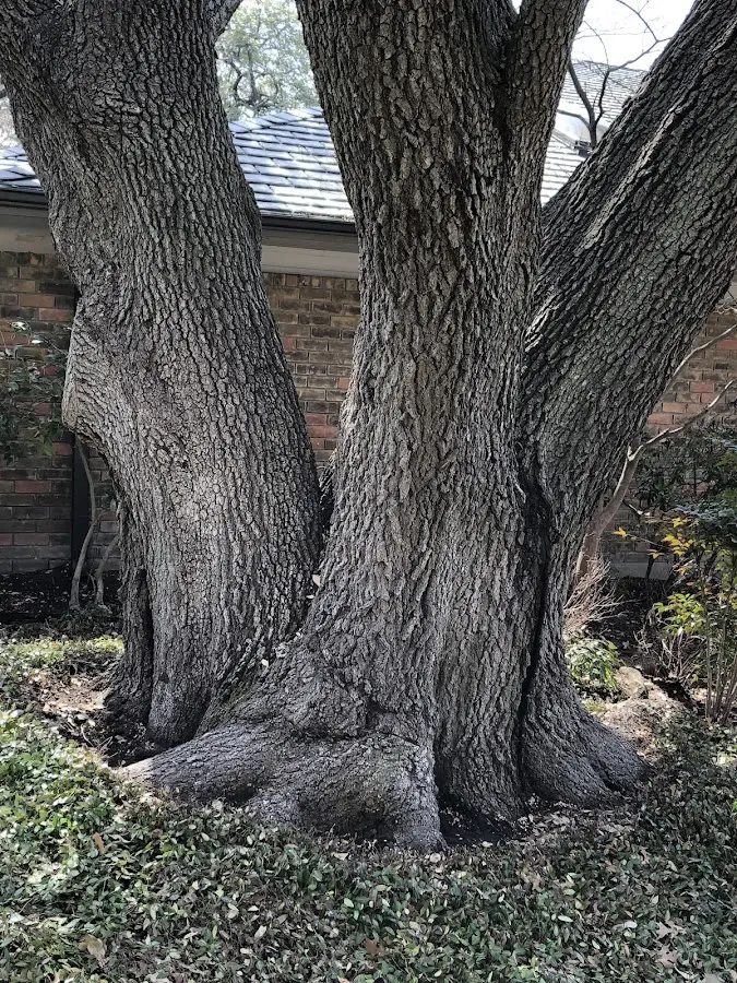 Mature heritage tree close to a East Killingly property cared for by certified arborists